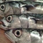 Mackerel Fishing Tips