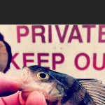 The Greatest Lure, HRF and LRF fishing blogs – Tell Us What You Think