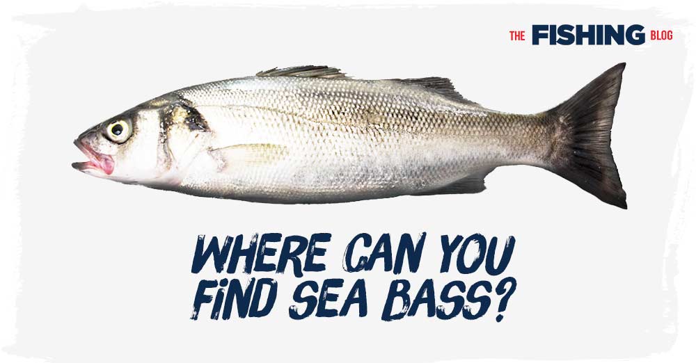 where-can-you-find-sea-bass